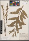 Foto von Salix caprea L. x Salix viminalis L.